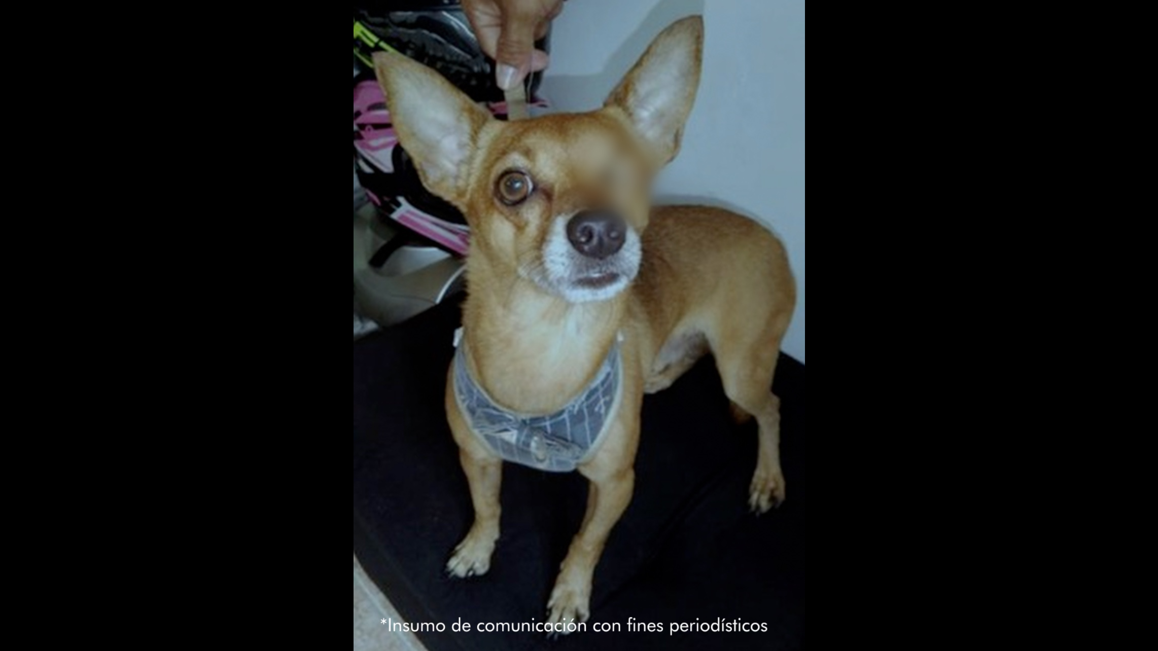 Imputan por maltrato animal a hombre que golpeó con una cadena a ‘Dollar’