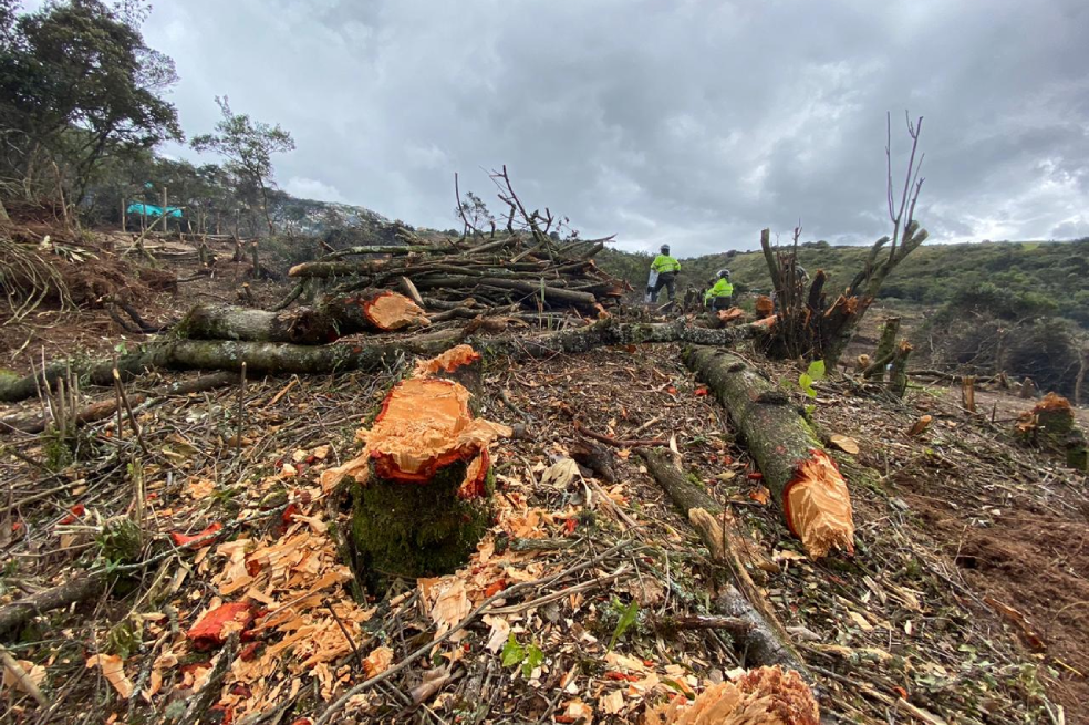 De este tamaño es el impacto ambiental por deforestación en el parque Entrenubes de Bogotá