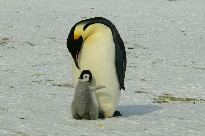 El pingüino emperador fue incluido en la lista de especies amenazadas | EL ESPECTADOR