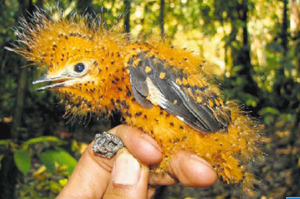 Así descubrieron el ‘pájaro oruga’