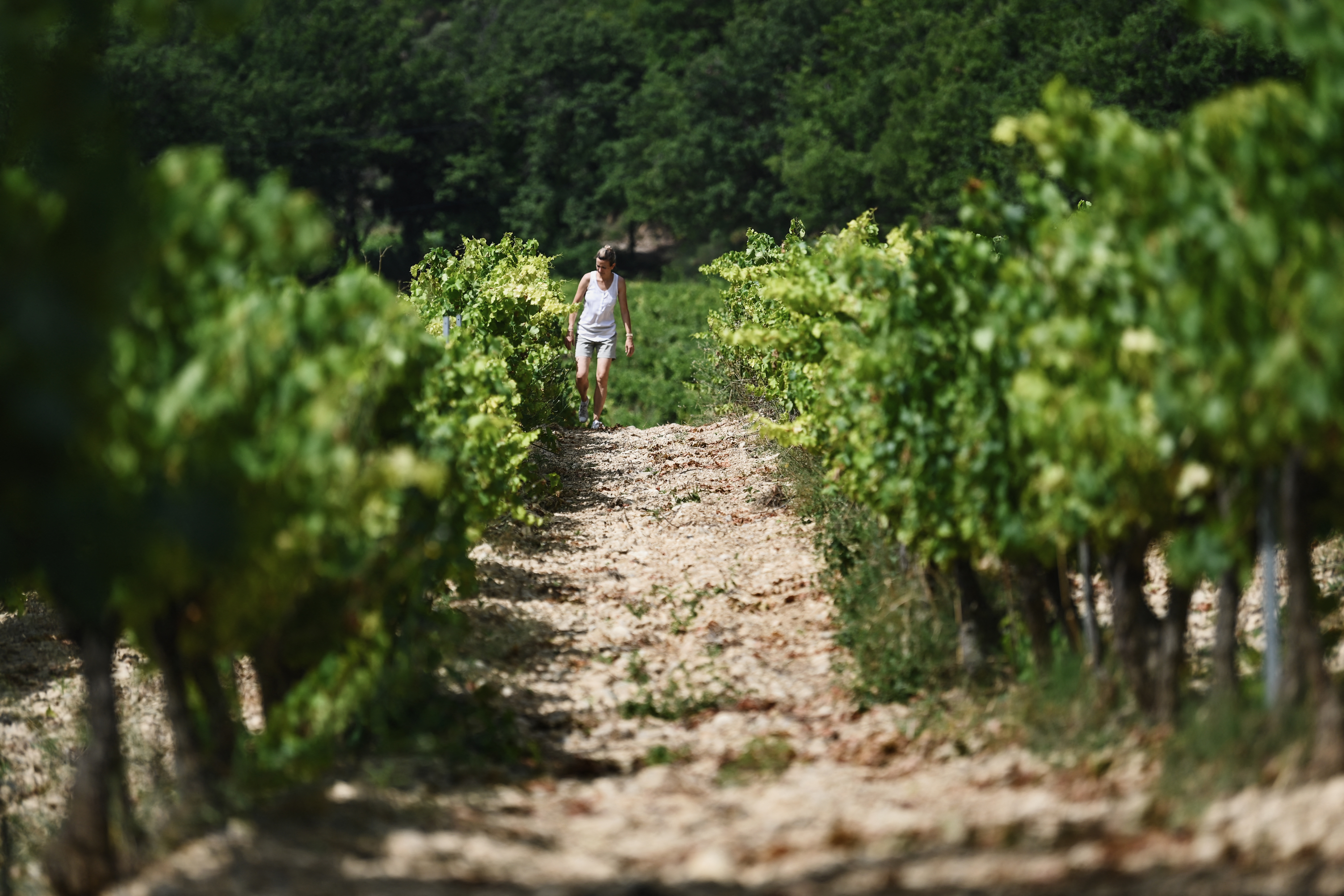 Viticultores franceses cambian de cepa para salvar el vino ante calentamiento