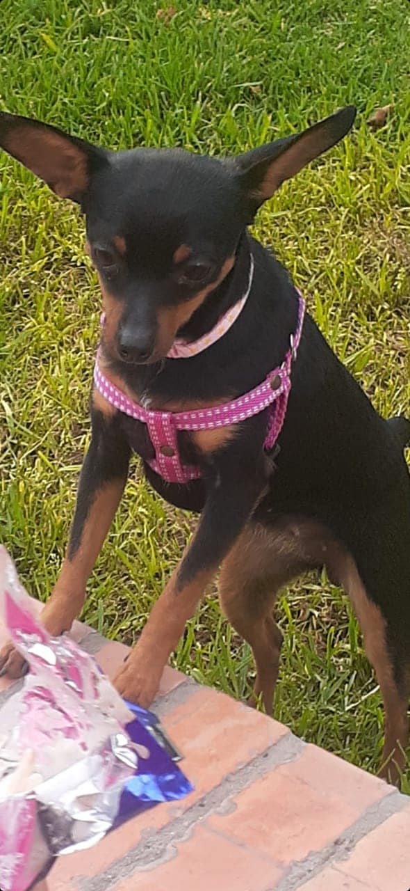 Mía es una canina criolla cruzada con pincher.