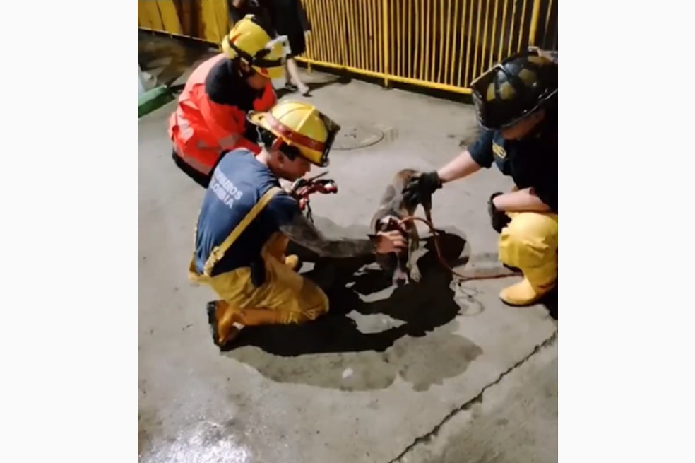 Video: bomberos salvaron la vida de un perro que se estaba ahogando en una quebrada