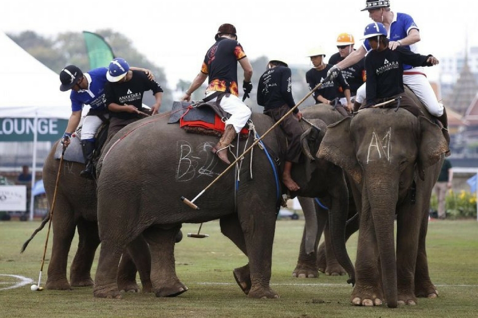 Campeonato de polo sobre elefantes alarma a animalistas internacionales