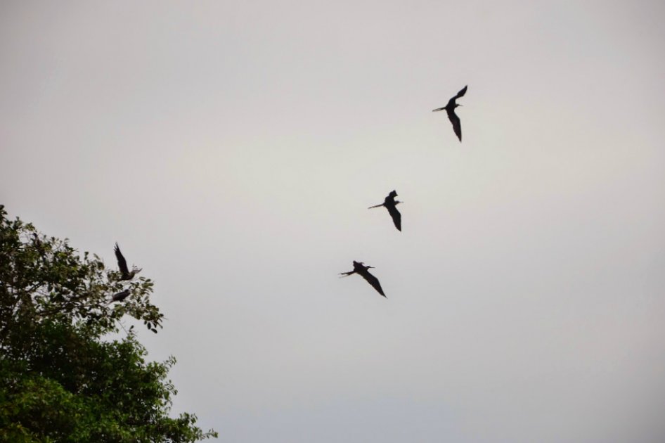 Disminuye número de aves migratorias por cambio climático