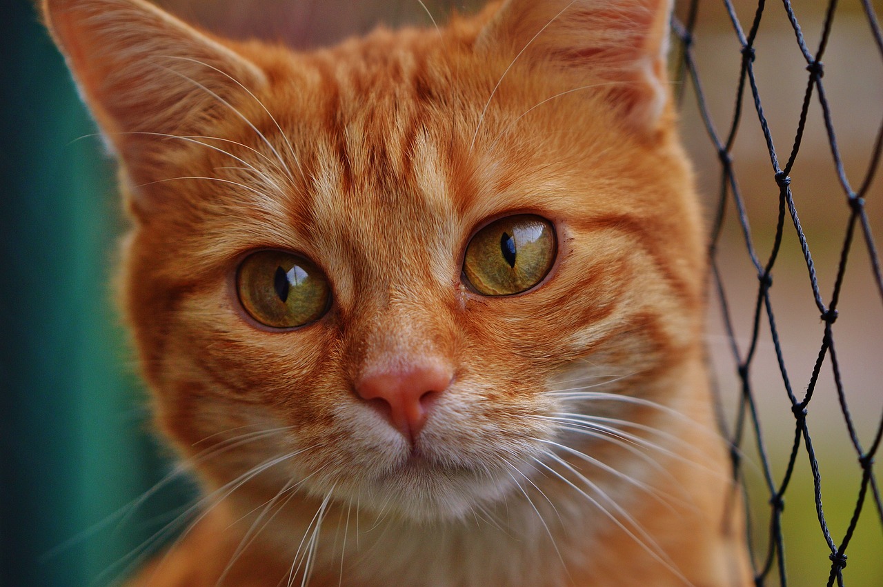 ¿Qué significa la M en la frente de un gato?
