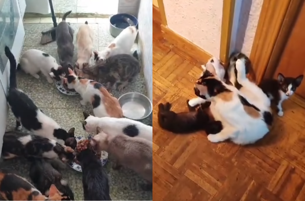 (Video) Así vivían más de 70 gatos en un departamento en España