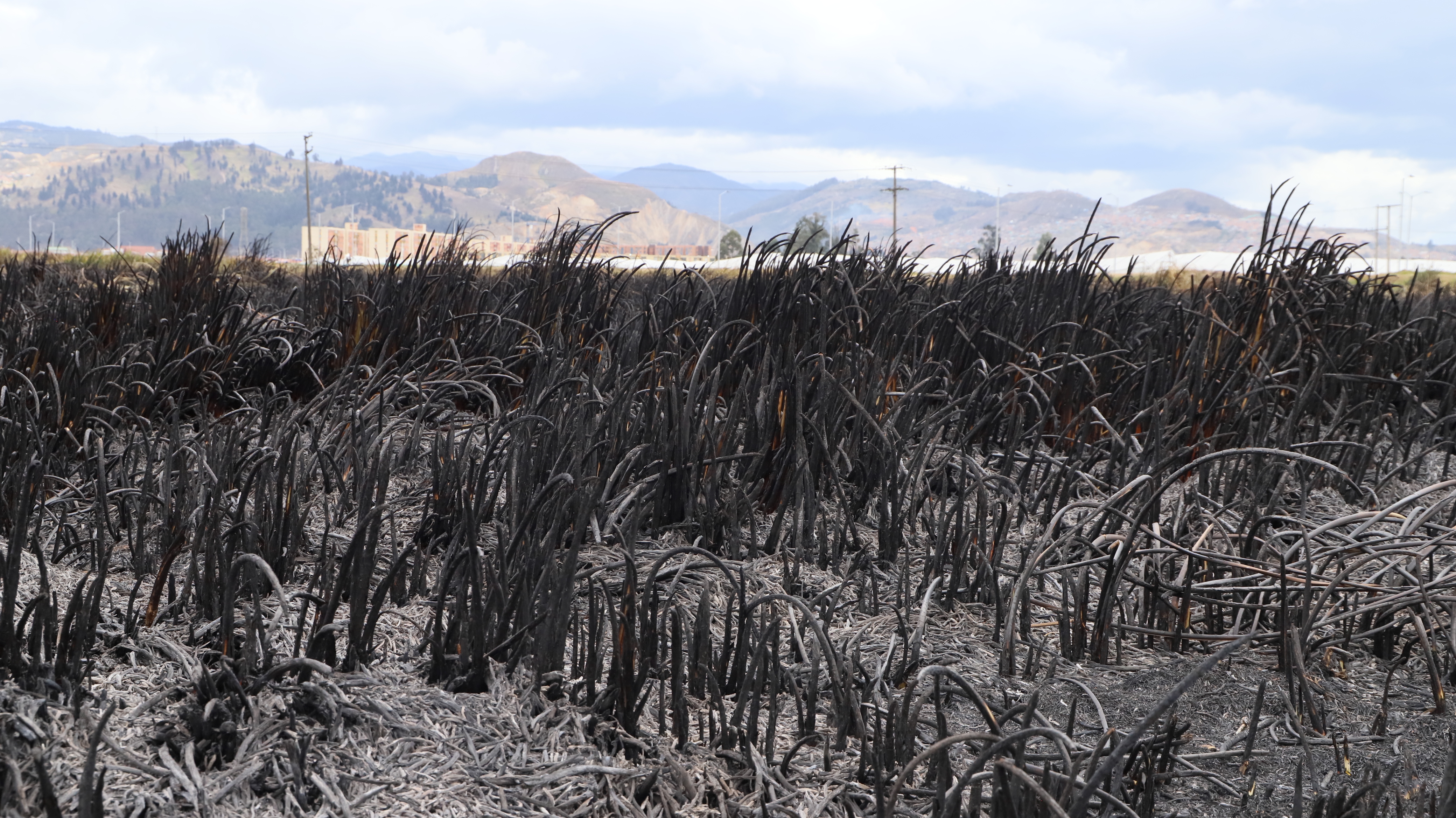 Incendios forestales en el mundo podrían incrementar en un 30% para 2050: ONU
