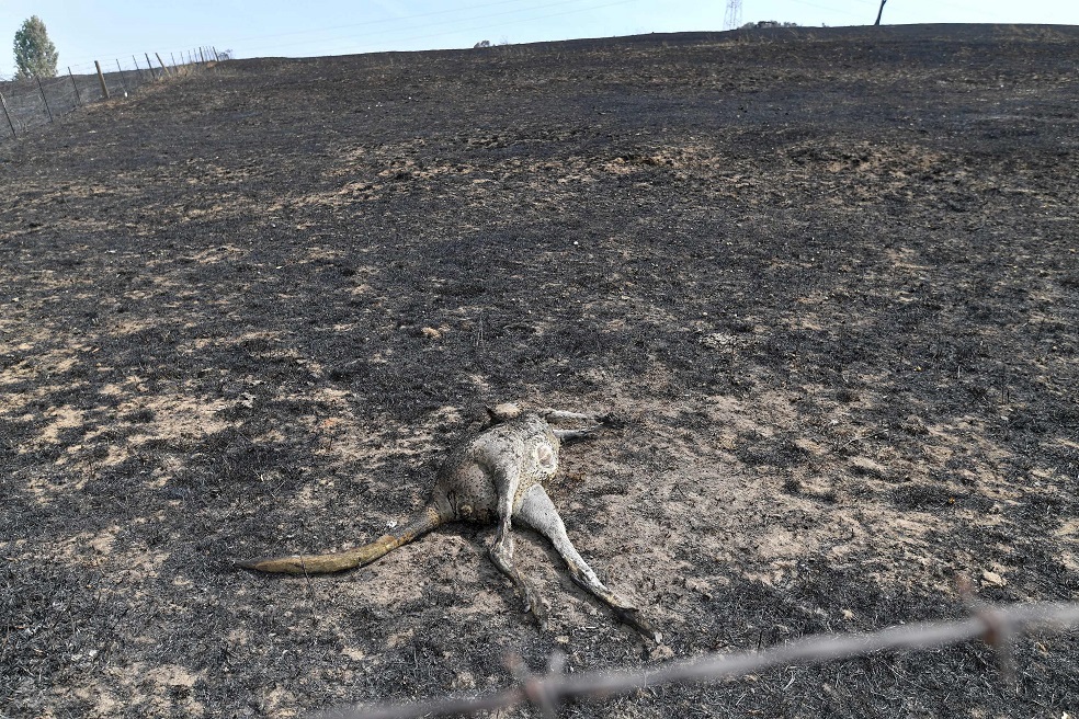 Incendios en Australia: Cuando el fuego no es el único culpable de la crisis