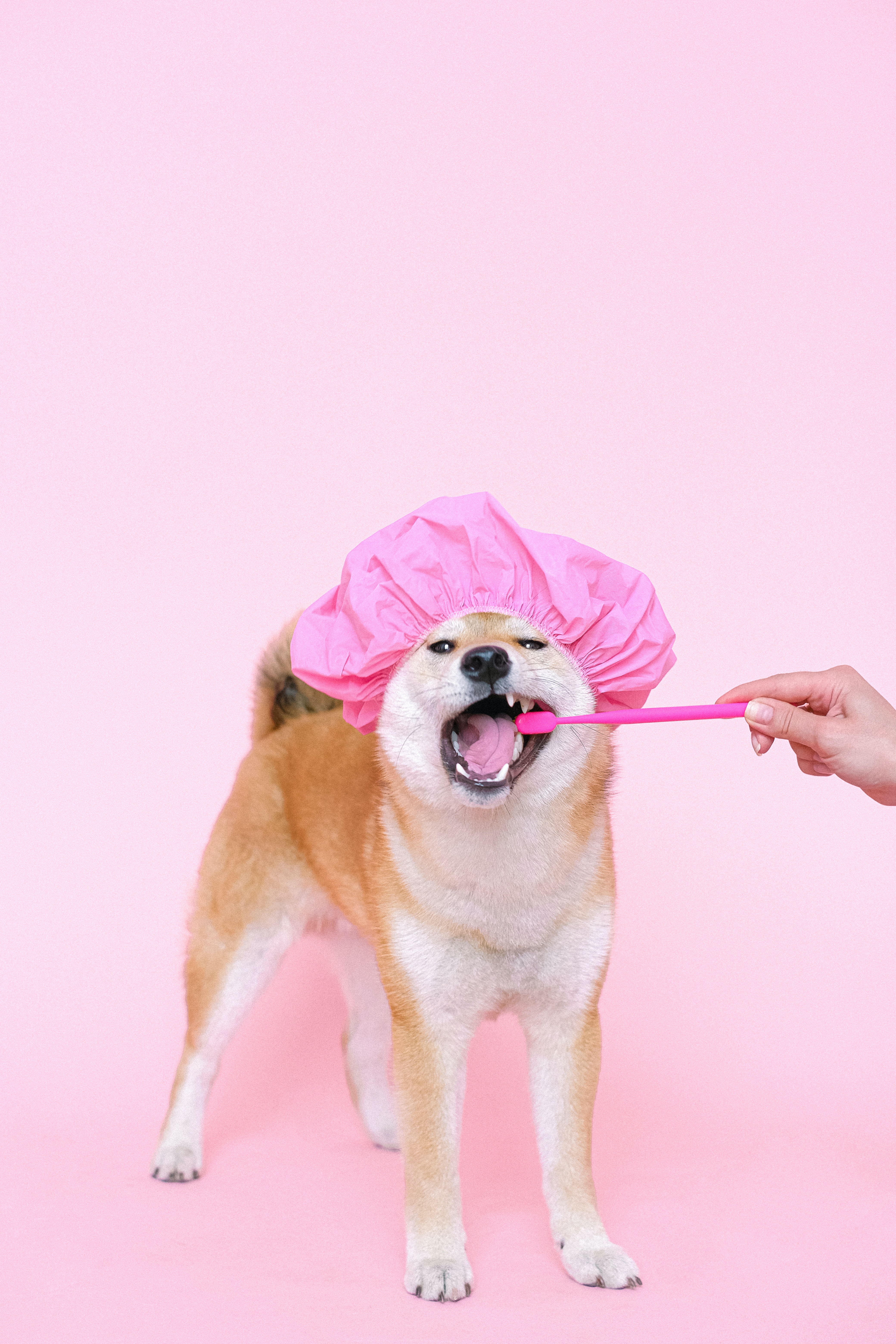¿Qué hacer para cuidar los dientes de mi perro? ¿Cómo limpiarlos y cada cuánto?