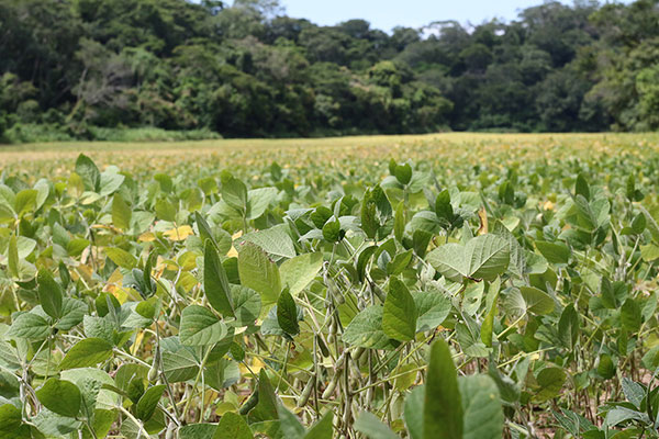 China boicotea la soya de EE. UU. en medio del caos arancelario