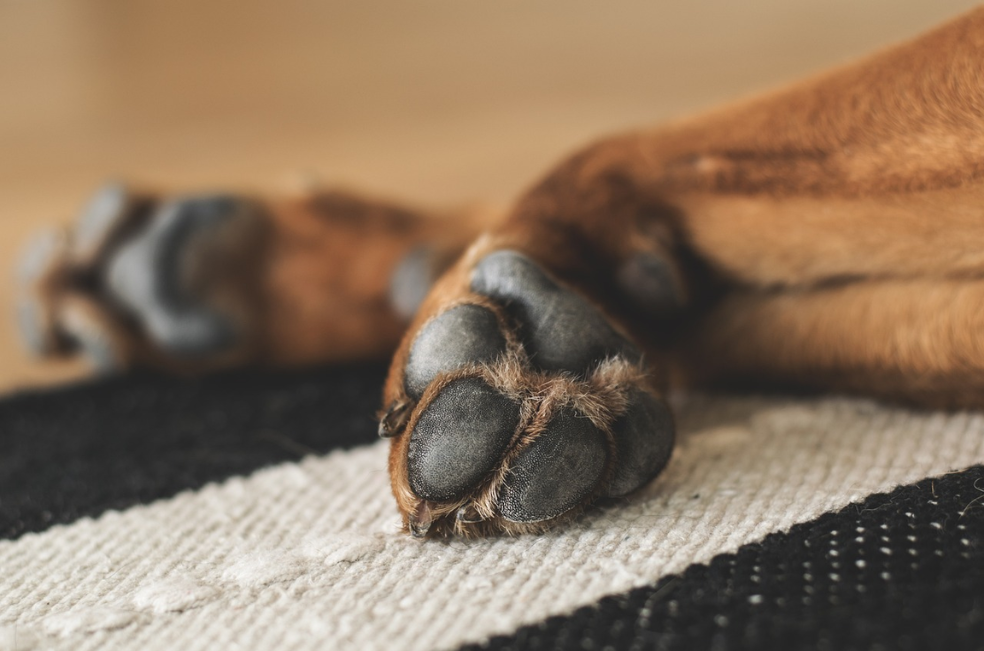 ¿Licencia por el luto de una mascota en Colombia? Con esta ley sería posible