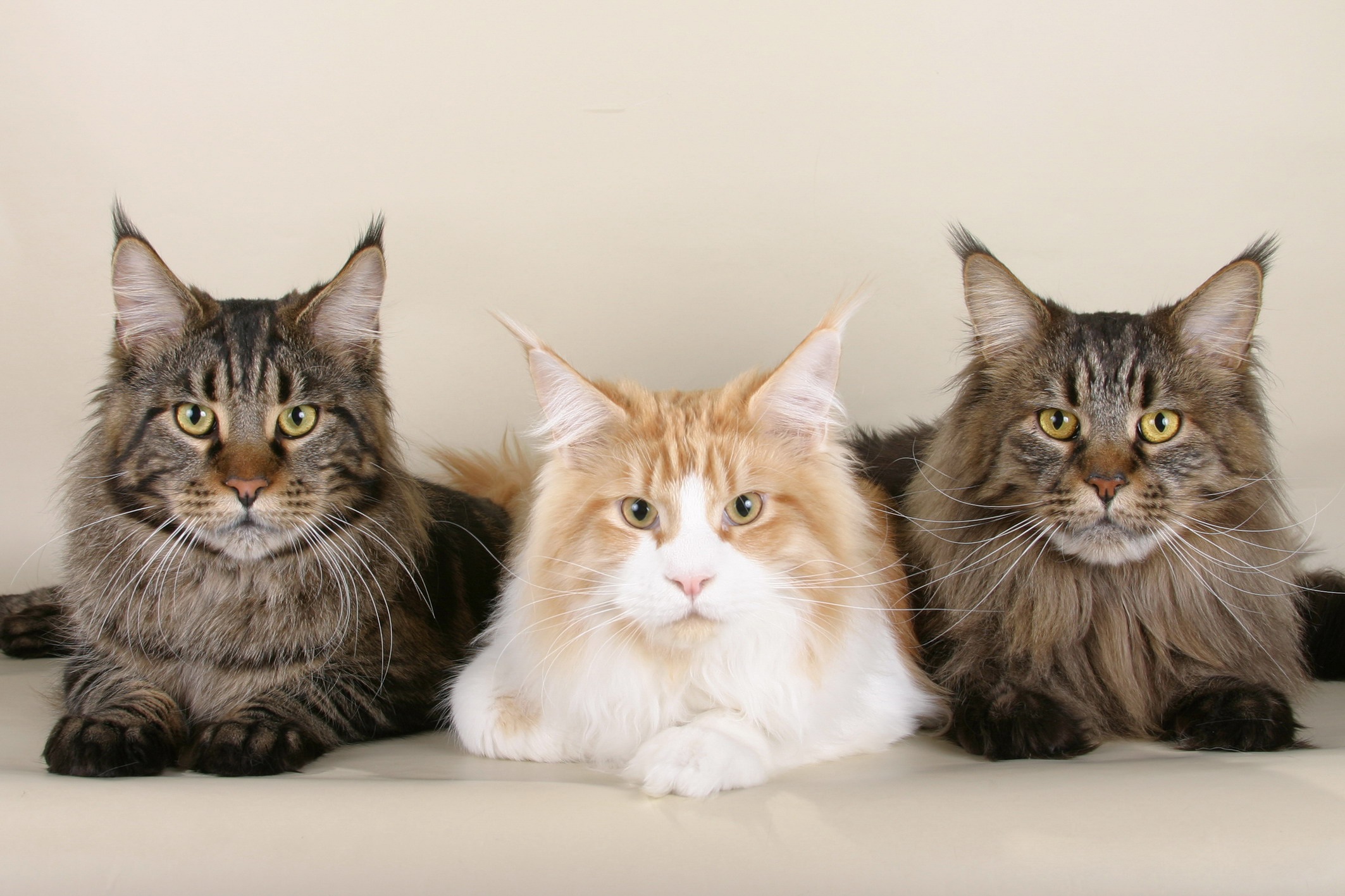 Maine Coon. Se trata de uno de los gatos más pesados del mundo felino y altamente apreciado por su pelaje. Su costo en el mercado varía entre los 2 y los 5 millones de pesos.