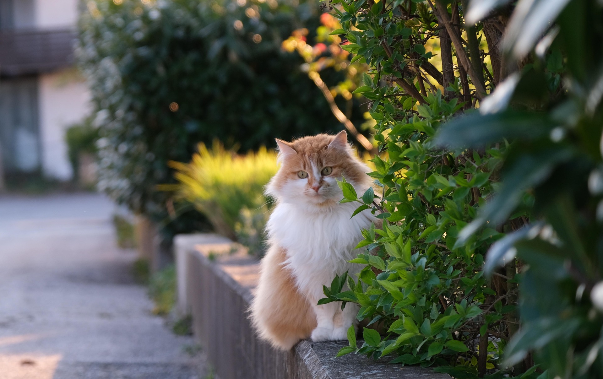 El turismo pet friendly se ha convertido en una de las principales tendencias del sector turístico.