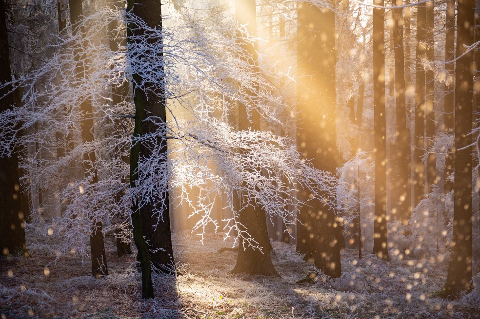 Ganador categoría Plantas y Hongos:Rupert Kogler, de Austria. La imagen fue capturada en un bosque en Austria.
