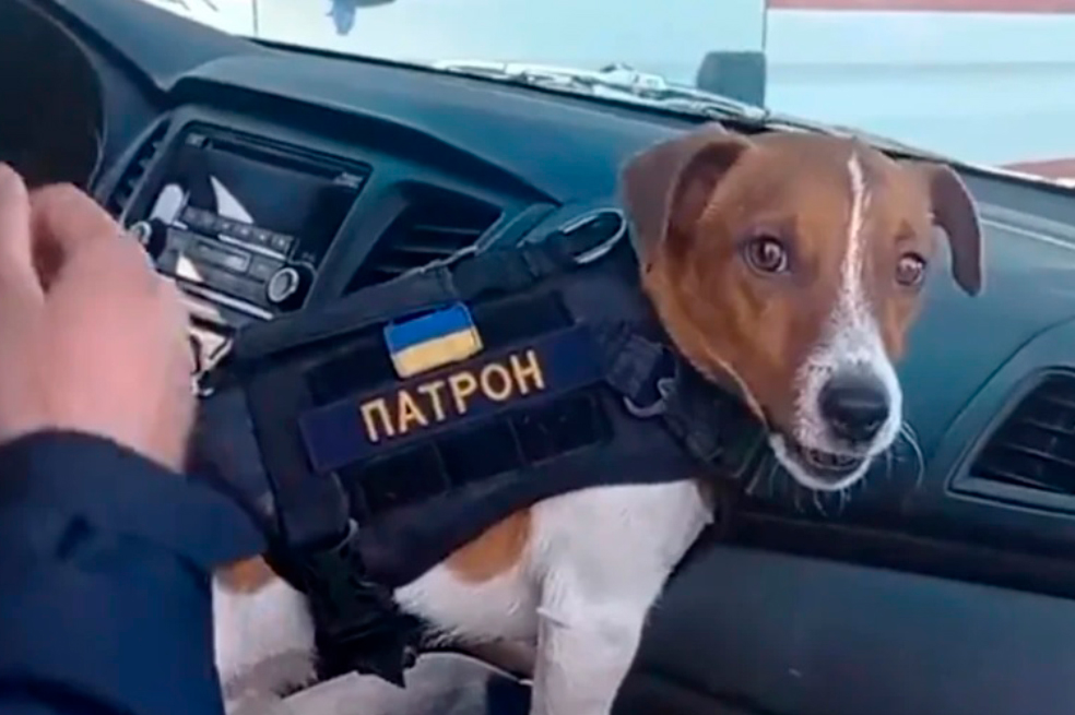 Héroe de 4 patas: Zelenski condecora a un perro que detecta explosivos en Ucrania