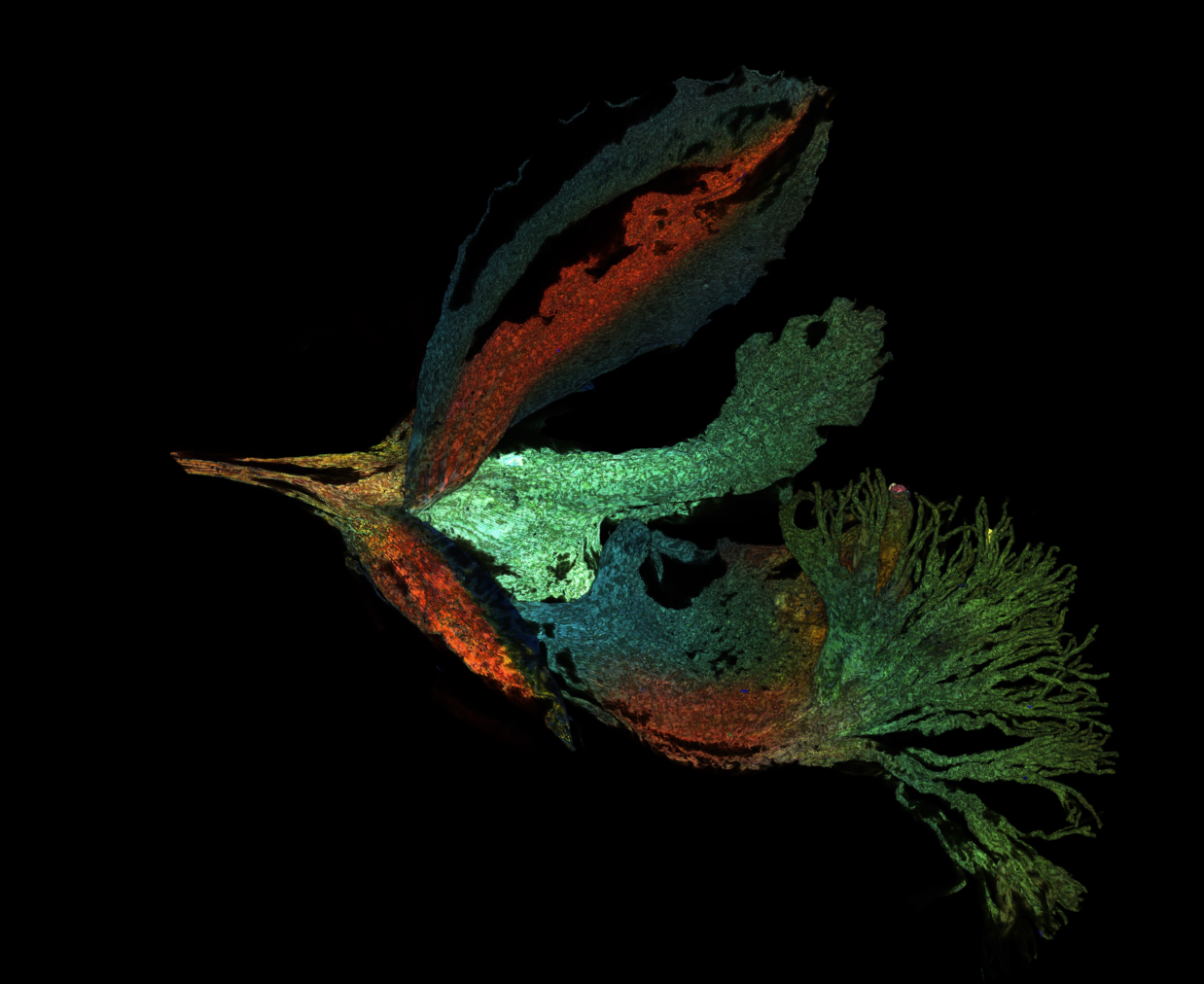 Imagen de autofluorescencia de la especies Polygala siberiana. / Mingyue Jia (China).