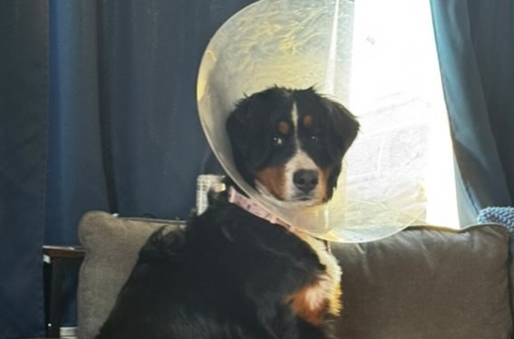 Luna, la perrita que sobrevivió tras ingerir 24 medias y un zapato