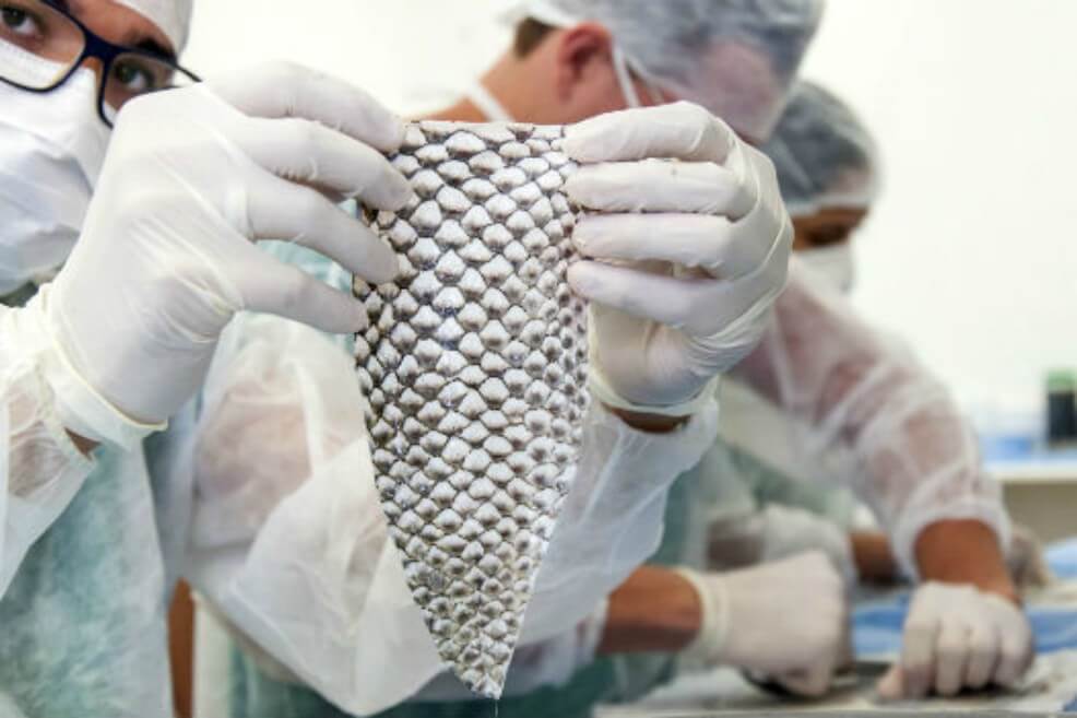 Reconstruyen una vagina con piel de tilapia