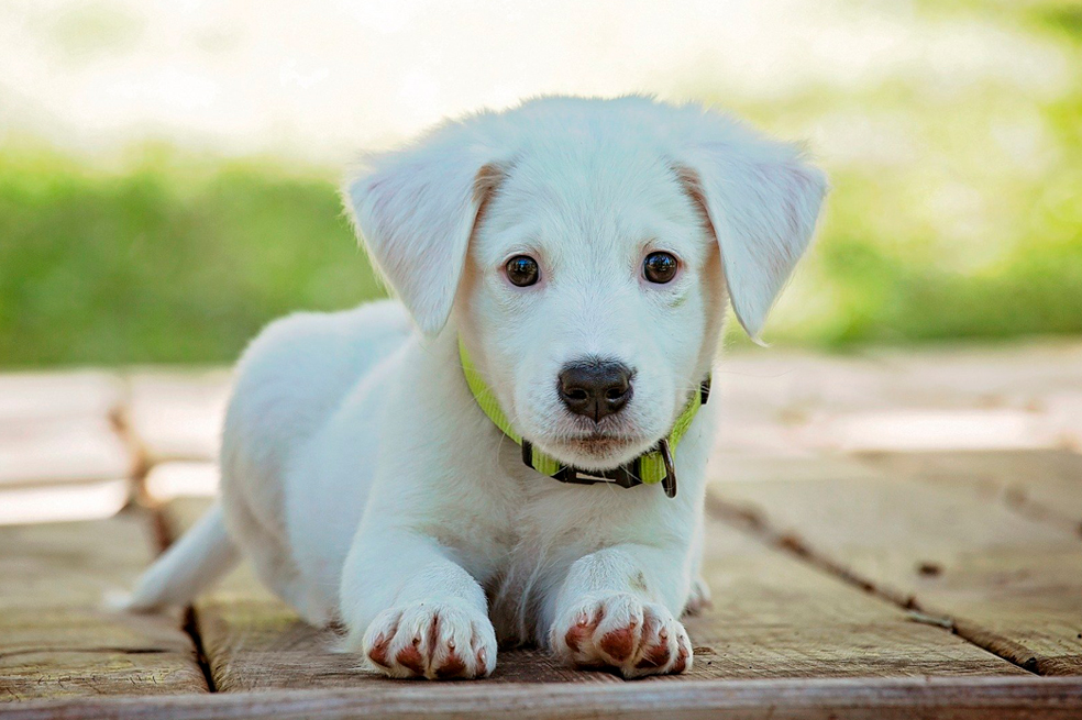 Bogotá: vuelven las jornadas de implantación de microchips para perros y gatos