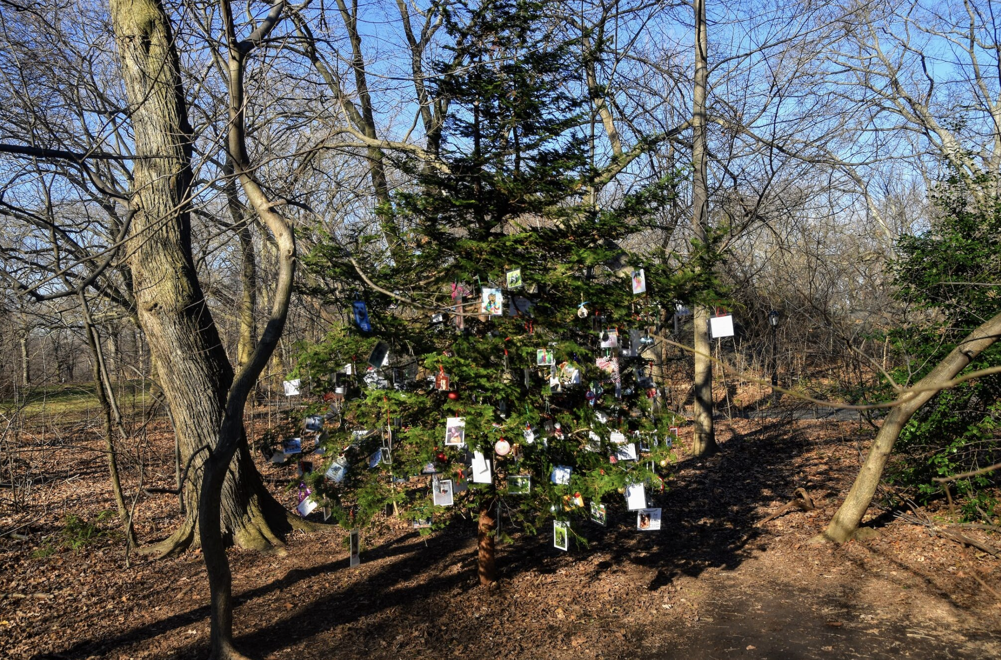 En Central Park, las mascotas son conmemoradas en un árbol de navidad