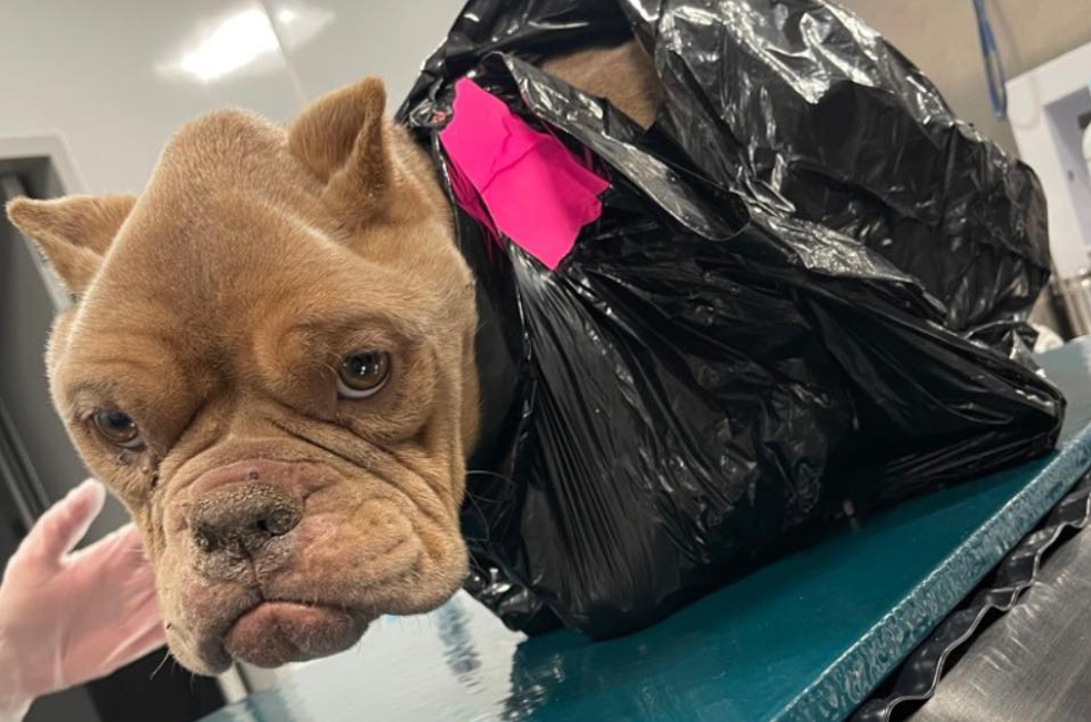 Lo dejaron en la basura, pero su fuerza lo mantuvo con vida