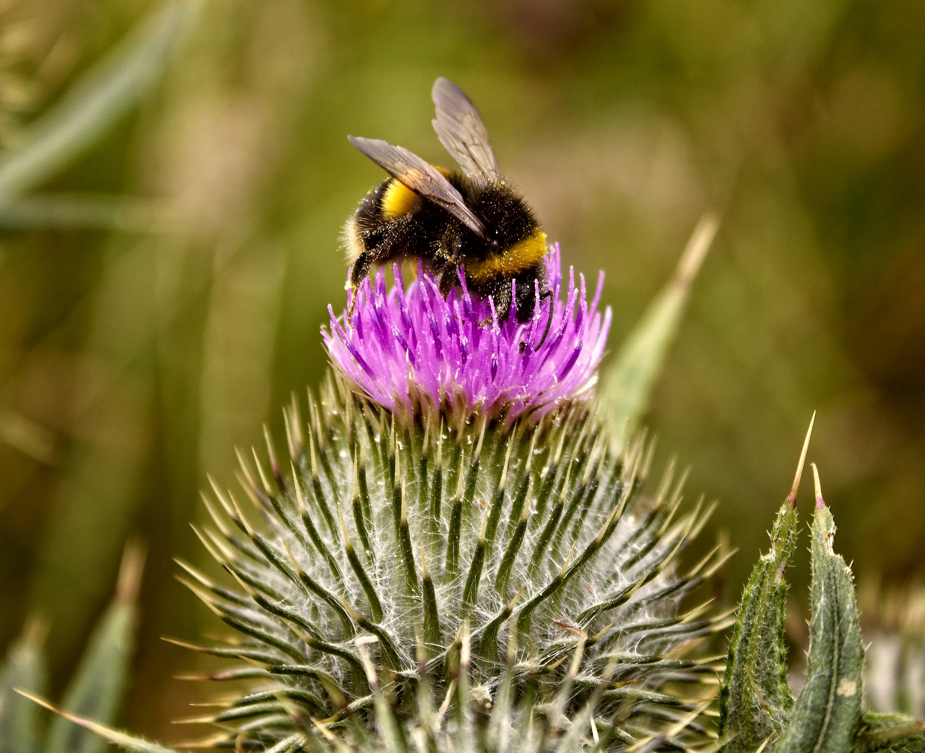 ¿Por qué algunas abejas son expulsadas de la colonia?