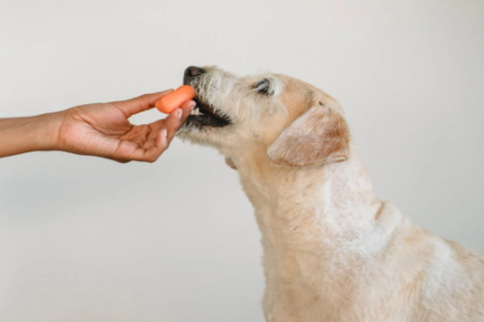 Helados para perros: ideas geniales que tus mascotas disfrutarán
