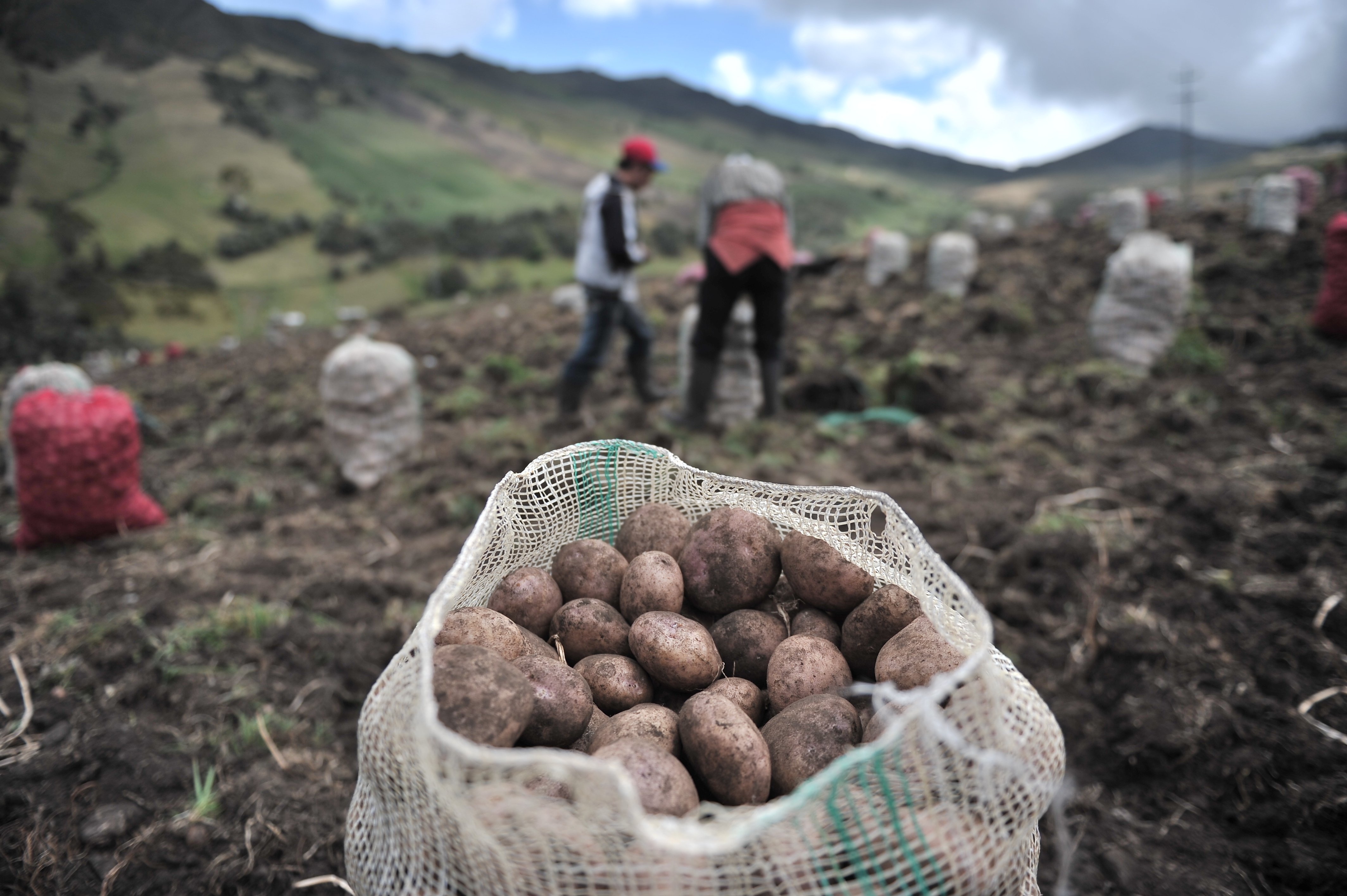 Cultivo y recolección de papa al sur de Bogotá.