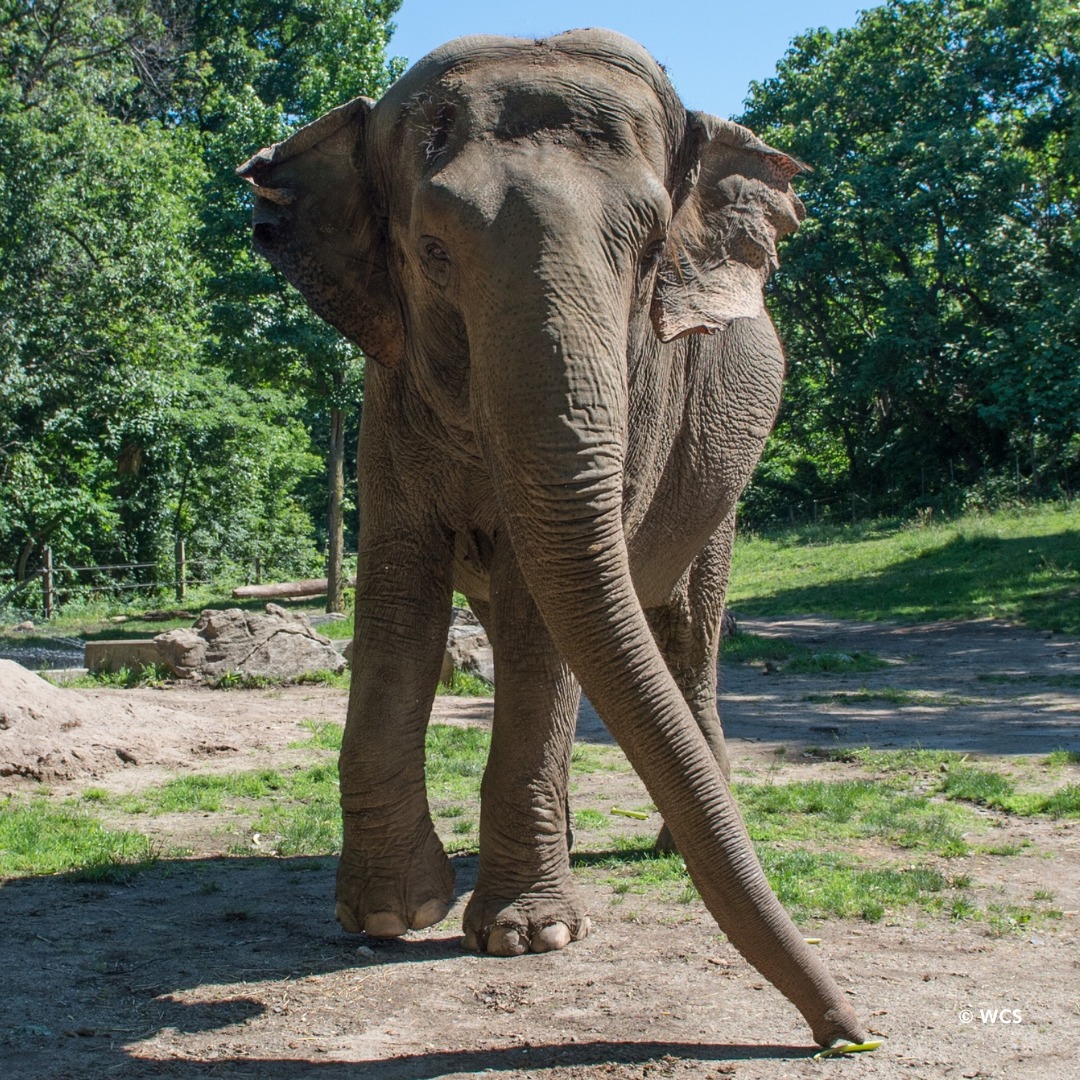 Se cree que Happy nació en estado salvaje en Tailandia alrededor de 1971. Cuando era una cría fue capturada junto con otros seis elefantes y llevada a Estados Unidos. /Bronx Zoo