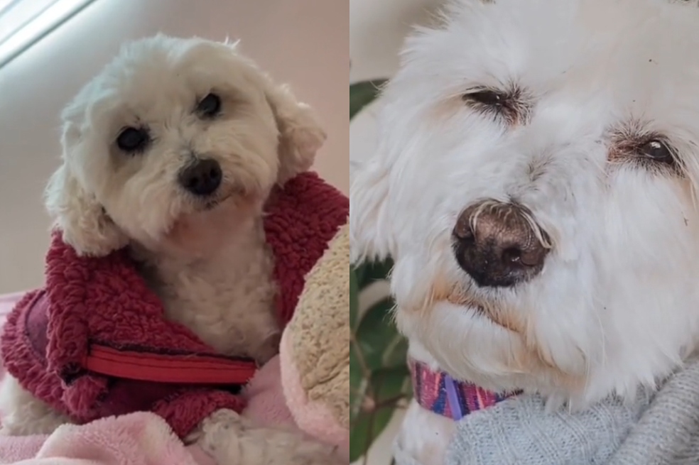 “Mi último día en la tierra”: así fue la triste despedida de una familia a su perrita
