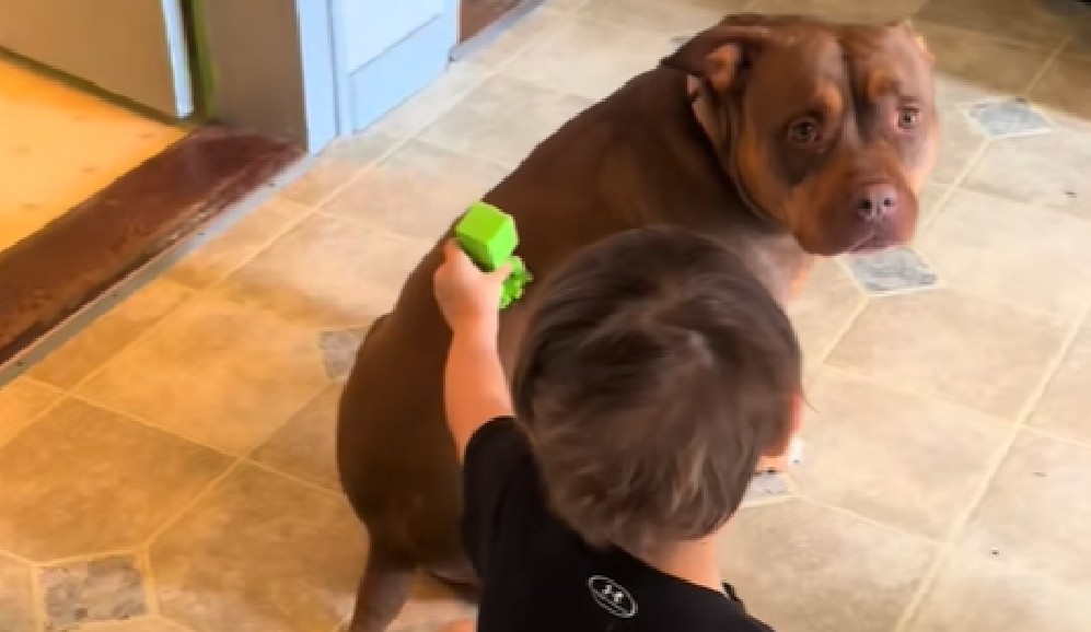 Niño con autismo conecta con su perra por primera vez: el momento quedó en video
