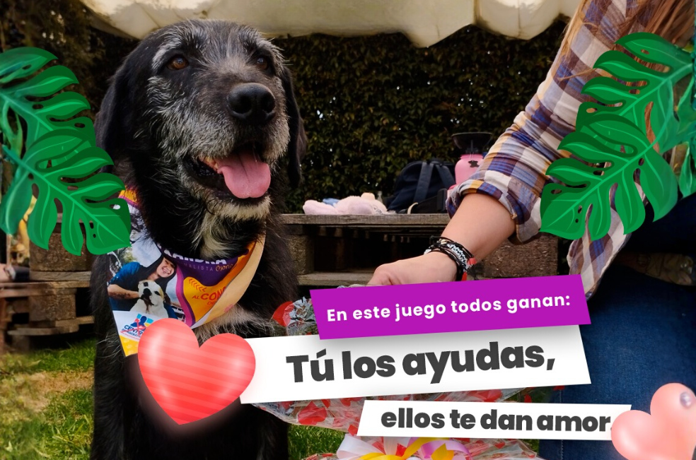 ¿Y si su amigo secreto es un perro o gato sin hogar?: participe en Peludo Secreto