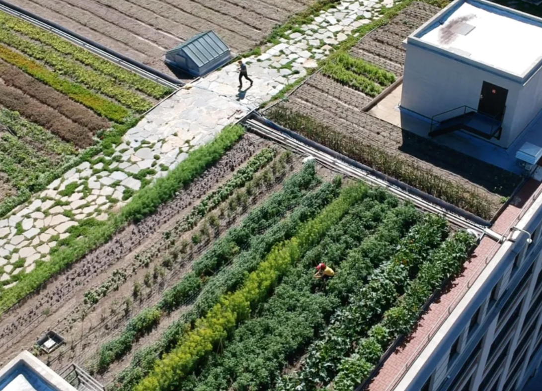 La huerta urbana más grande de Estados Unidos que crece sobre los techos de NY