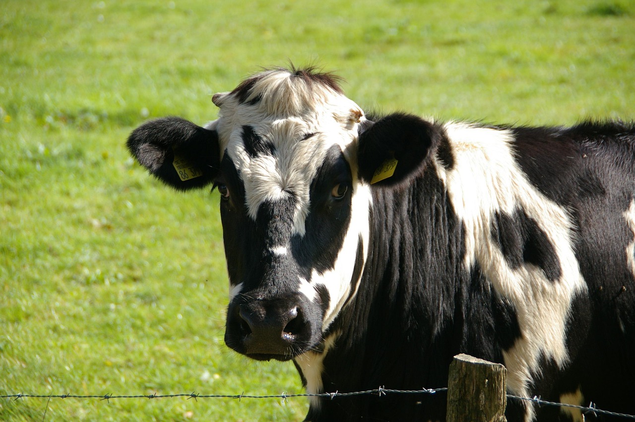 ¿A qué edad deja de dar leche una vaca?
