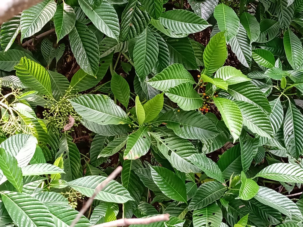 “Quienes lo preparan deben saber del tema y tener una conexión con lo sagrado en un espacio silencioso dentro de la naturaleza”.