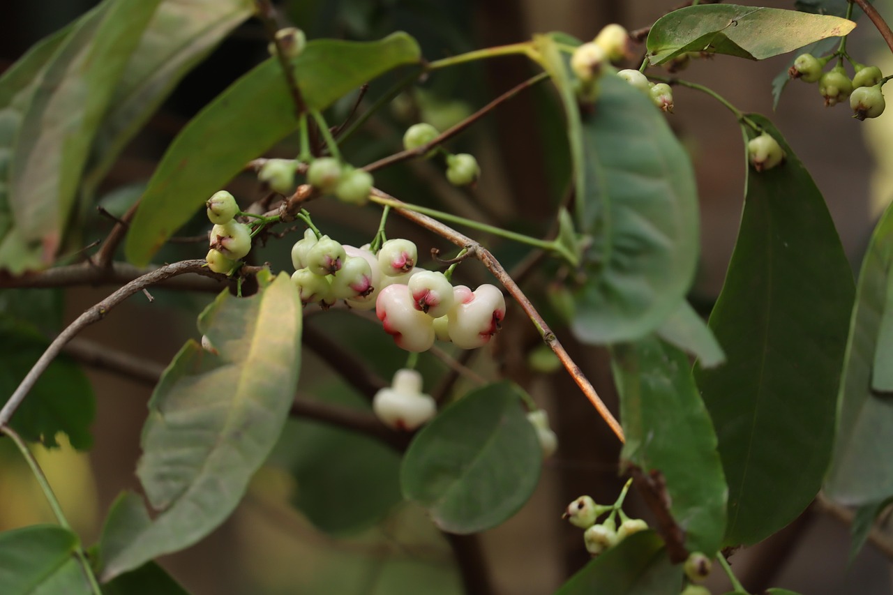 Pomarrosa: el árbol frutal que hará que su patio huela bien