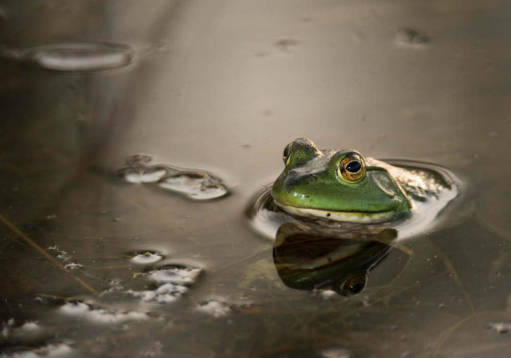 ¿Por qué las especies invasoras amenazan la biodiversidad?