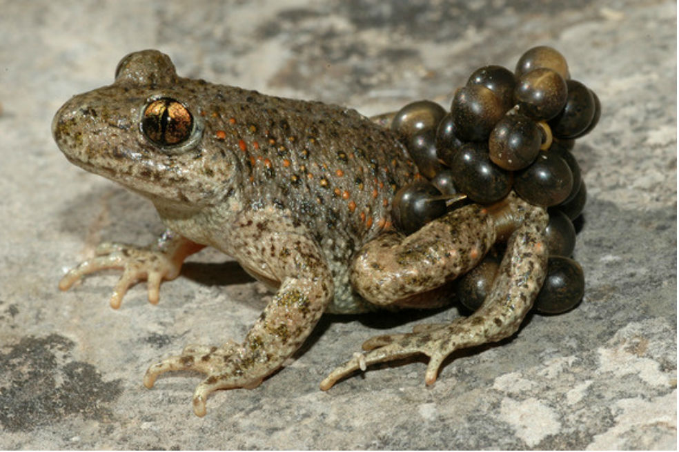 Un ‘spotify’ de cantos de ranas para luchar contra el cambio climático
