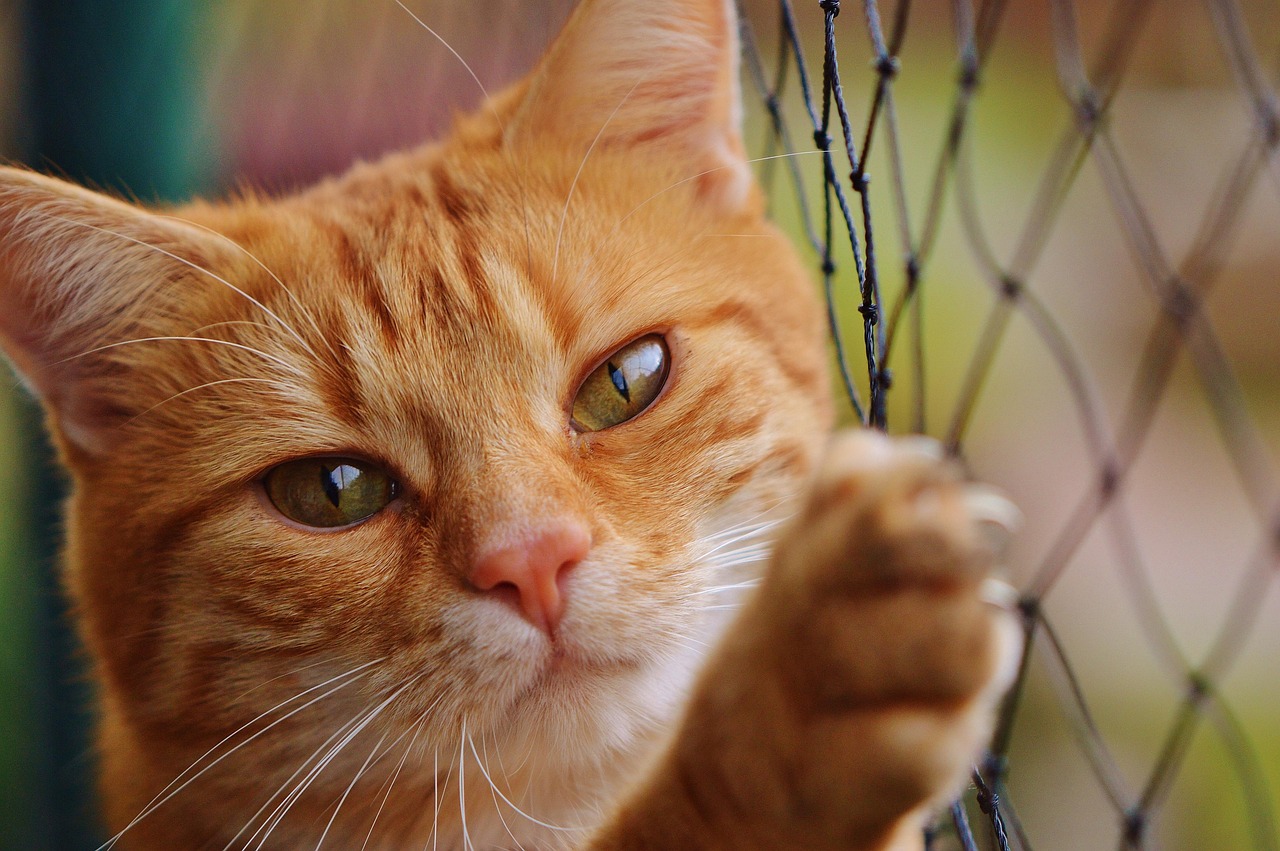 Demencia en gatos: así se manifiesta la enfermedad en los felinos