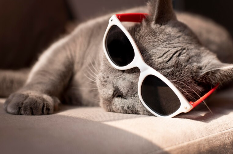 ¿Los gatos prefieren el calor o el frío?