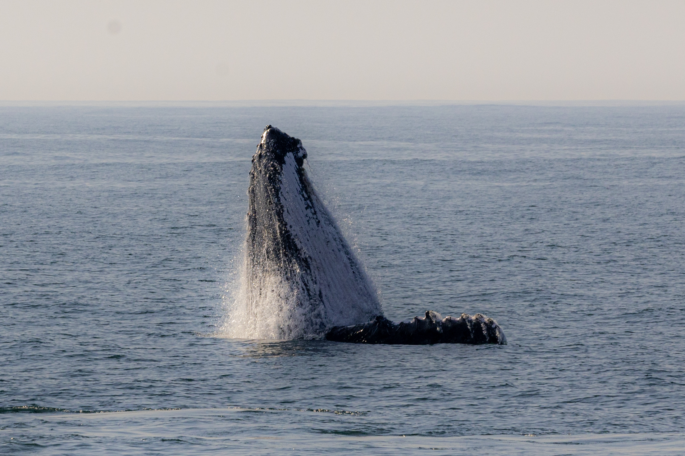 Guía para hacer una avistamiento de ballenas responsable