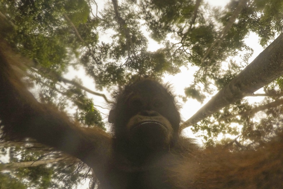 Otro mono que se toma “selfies”