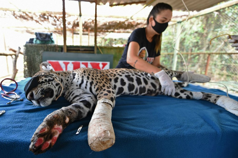 Amanaci, el jaguar herido por las llamas, fue tratado con células madre