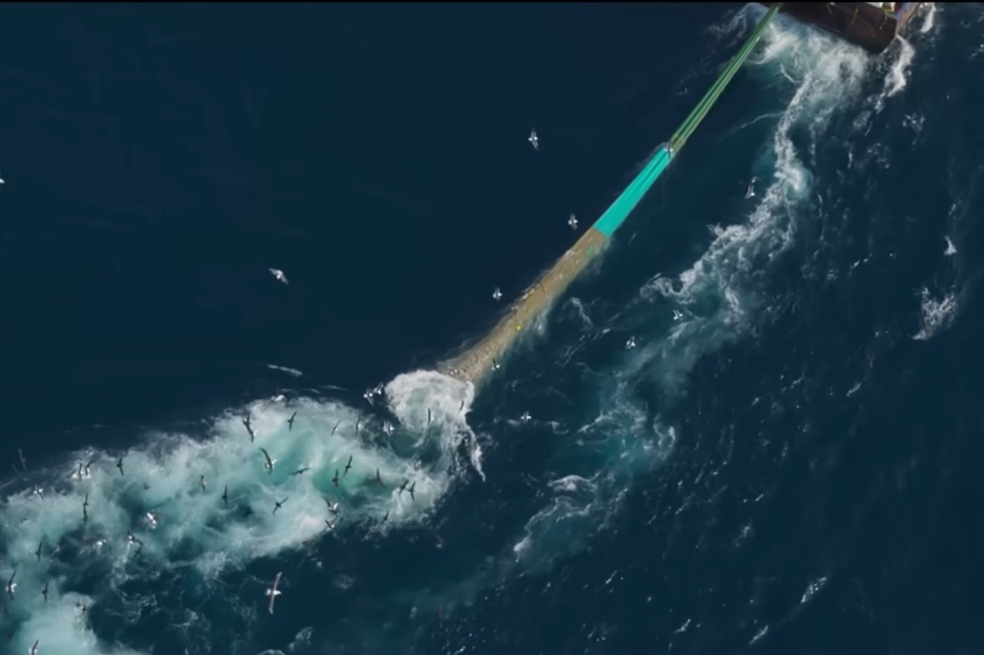 Así está afectando la pesca de arrastre a varias especies de esponjas marinas