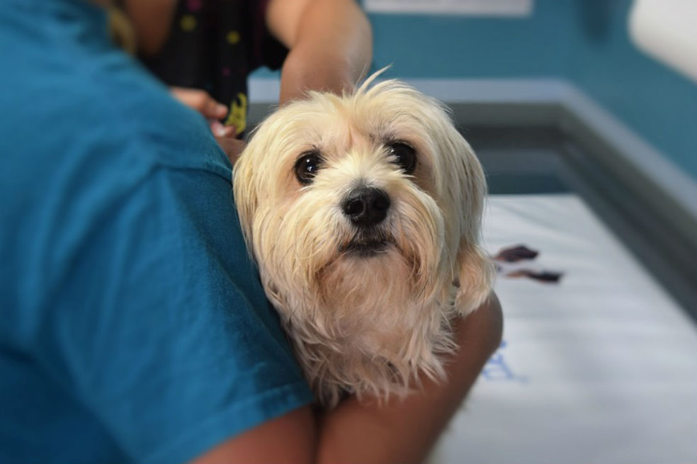 Adiós a Zoonosis: nace en Bogotá la Unidad de Cuidado Animal