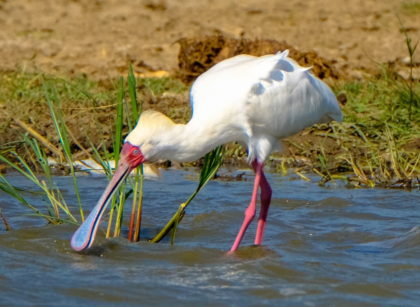 Es una especie característica de Croacia.