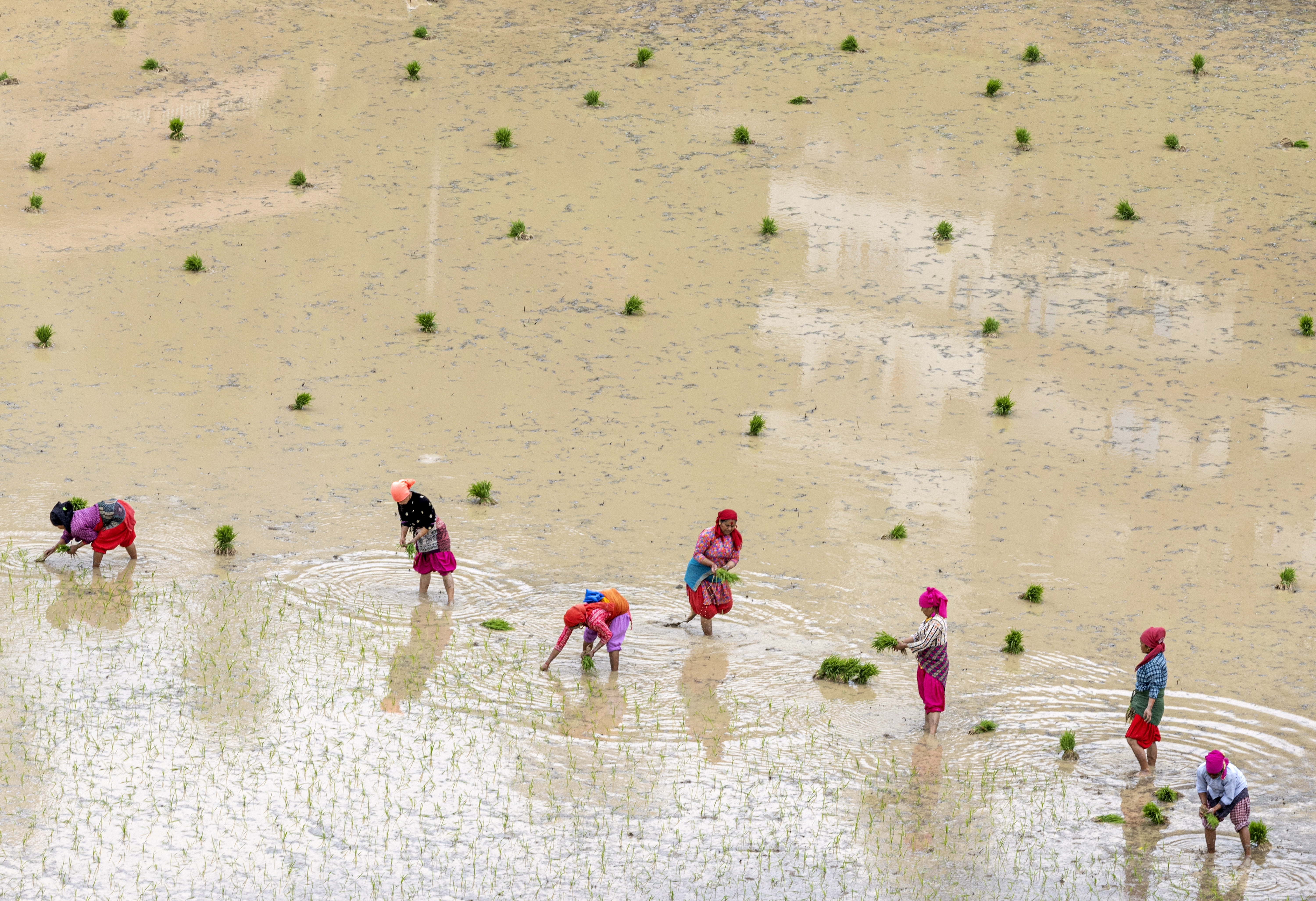 El arroz alimenta al mundo, pero también está agravando la crisis climática