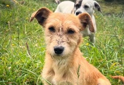 Feria solidaria en Bogotá busca recaudar fondos para más de 120 perros sin hogar