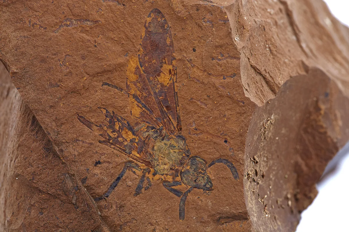 Encontraron nueva especie de avispa que vivió hace más de 11.000 años